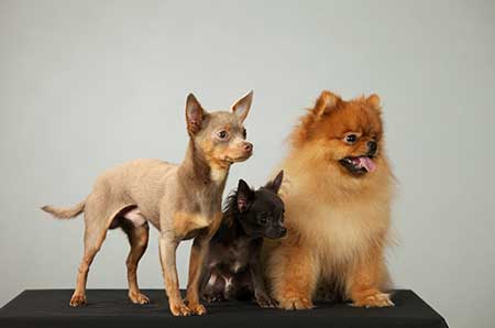 펫 스타일리스트