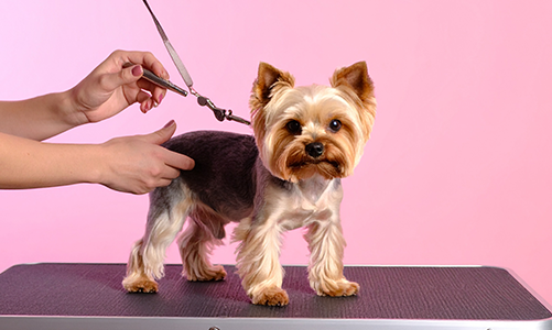 공지사항이미지1