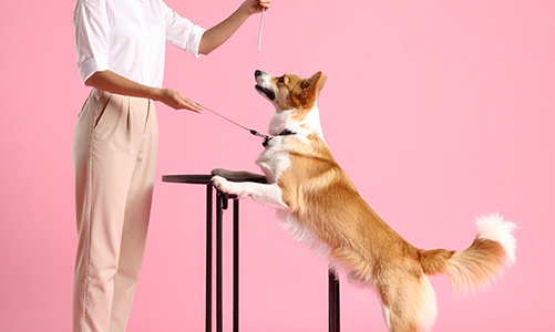 공지사항이미지3